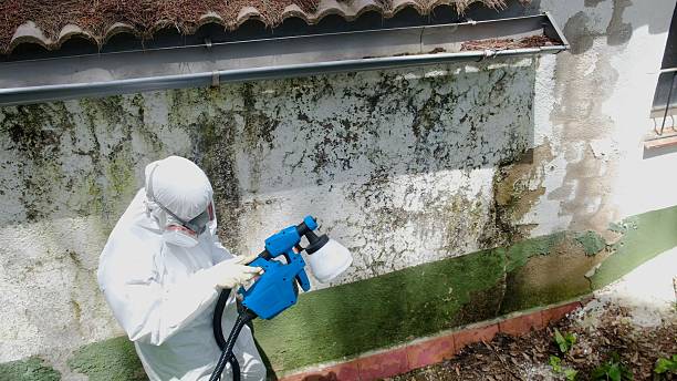 Trusted Mold Inspection service in South Bound Brook, NJ - Cheap Mold Removal